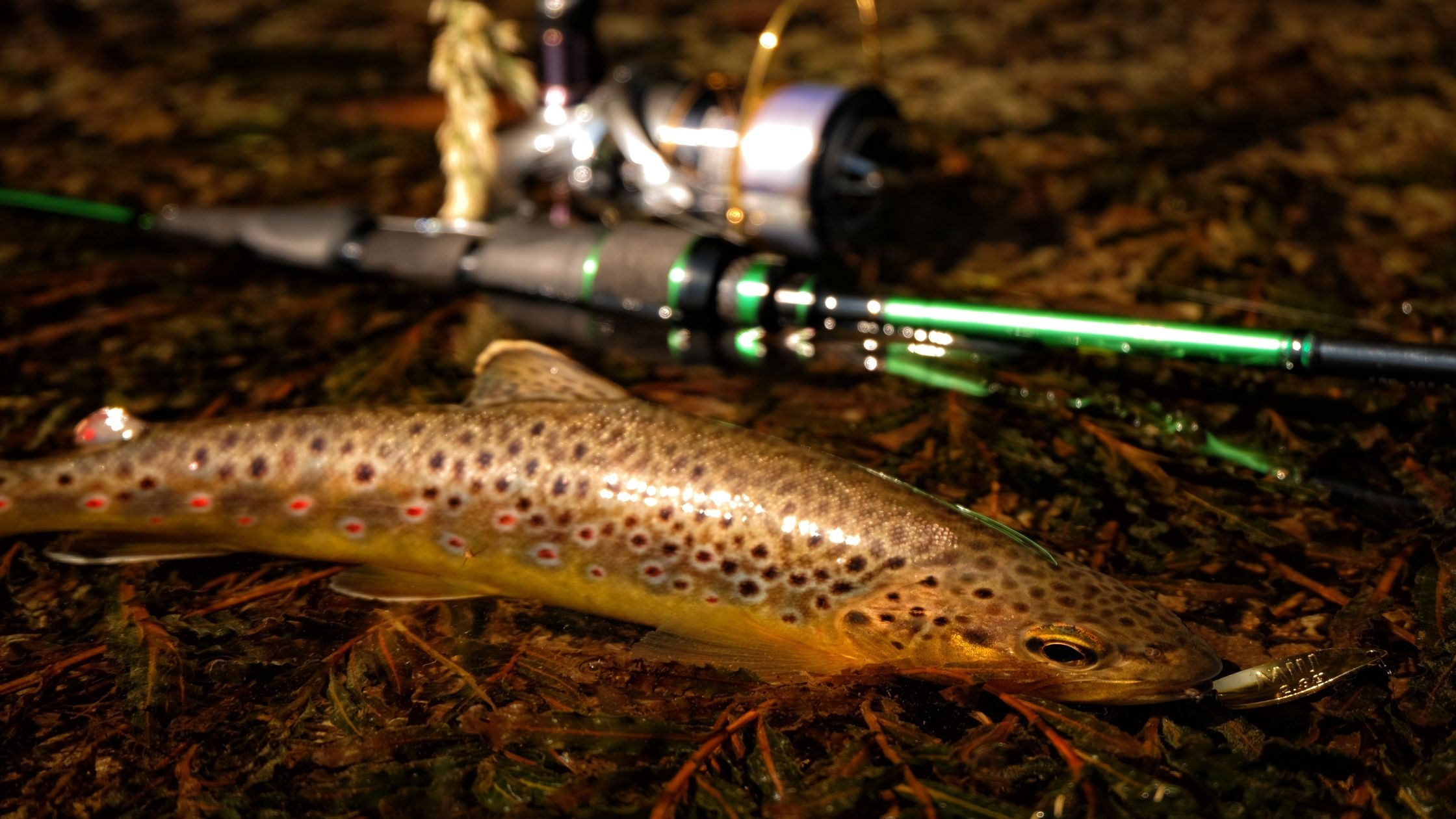 Best trout lures