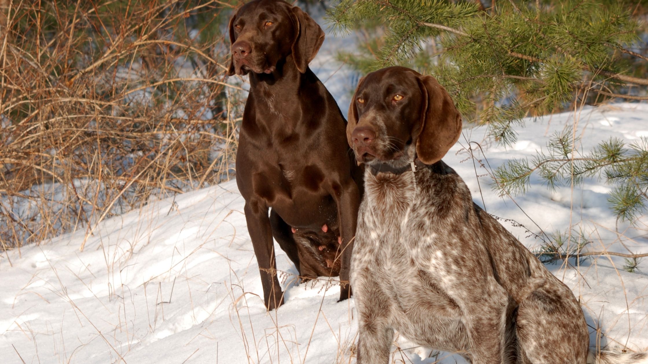 Male vs Female Dog For Hunting