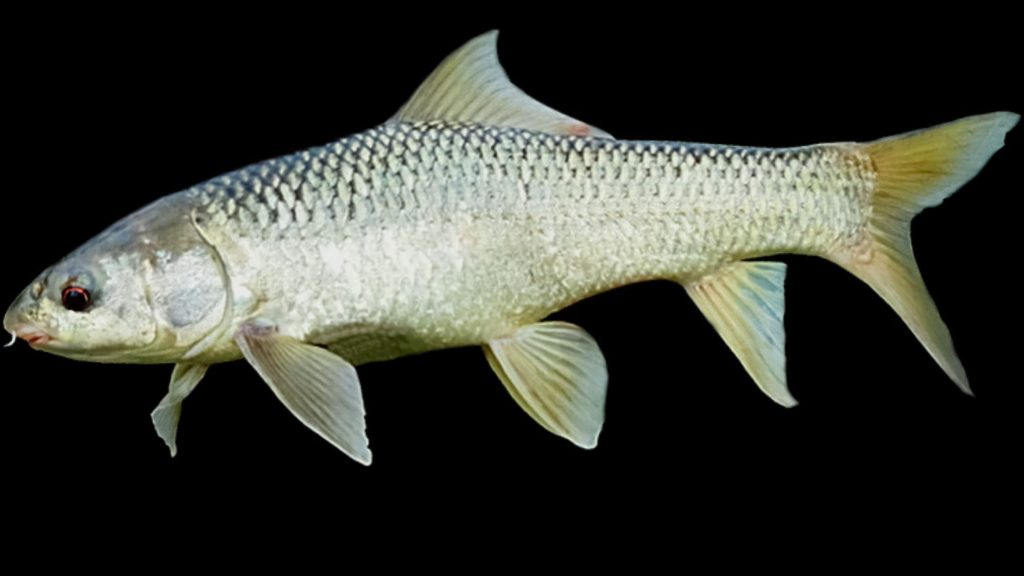 18 Types of Carp Species Explained