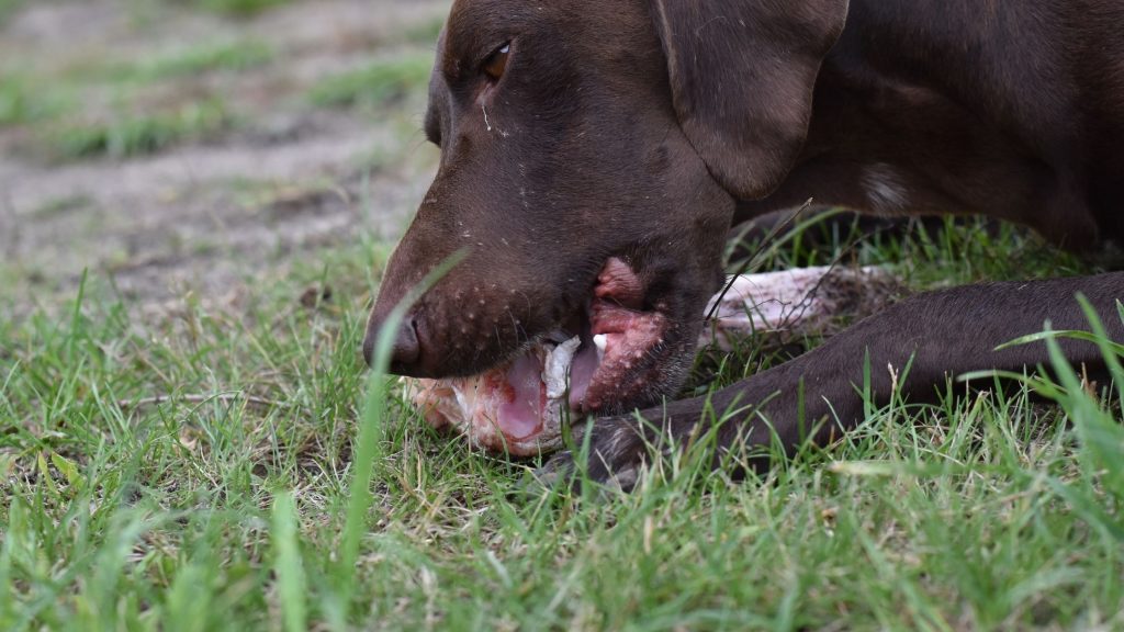 Can Dogs Eat Deer Bones Benefits And Drawbacks Eatingthewild Com