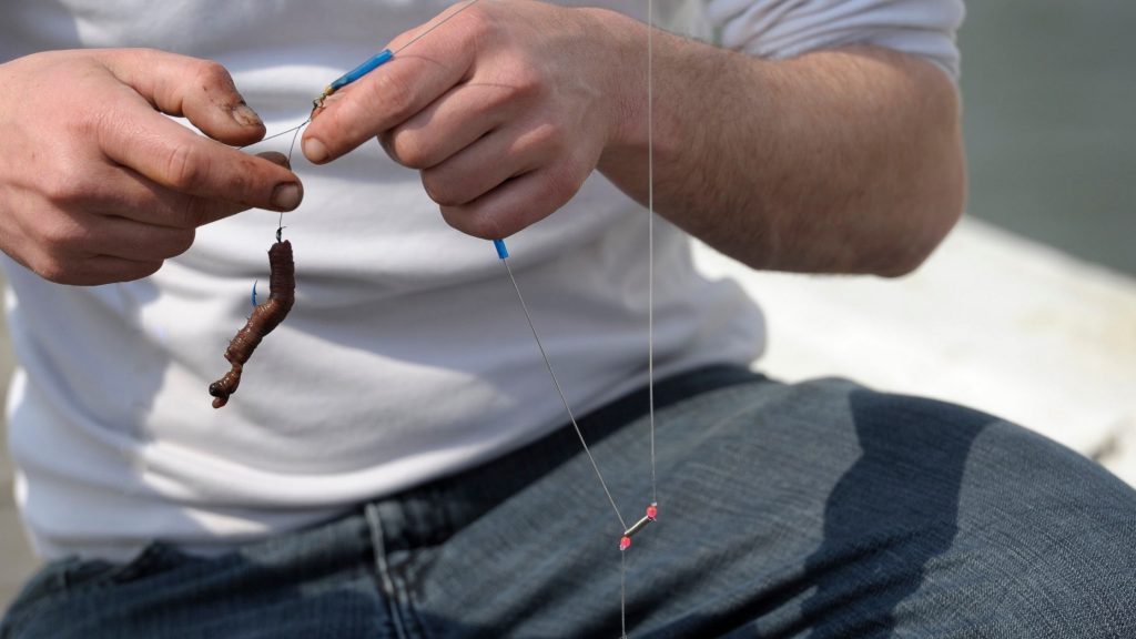 Can You Use Earthworms For Sea Fishing