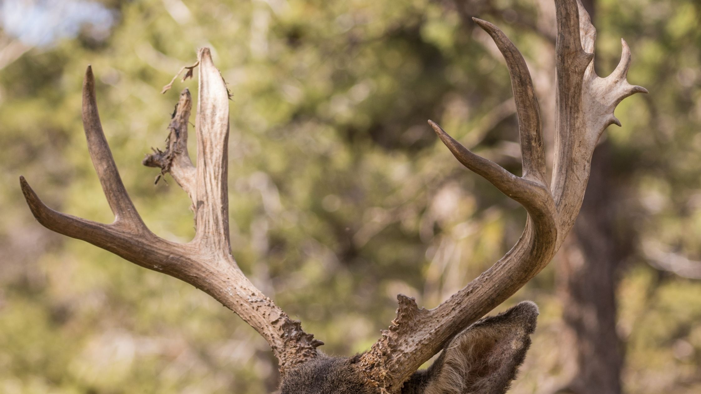 Do Deer Antlers Have Nerves