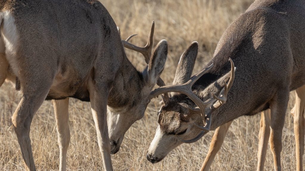 Do Deer Antlers Have Nerves