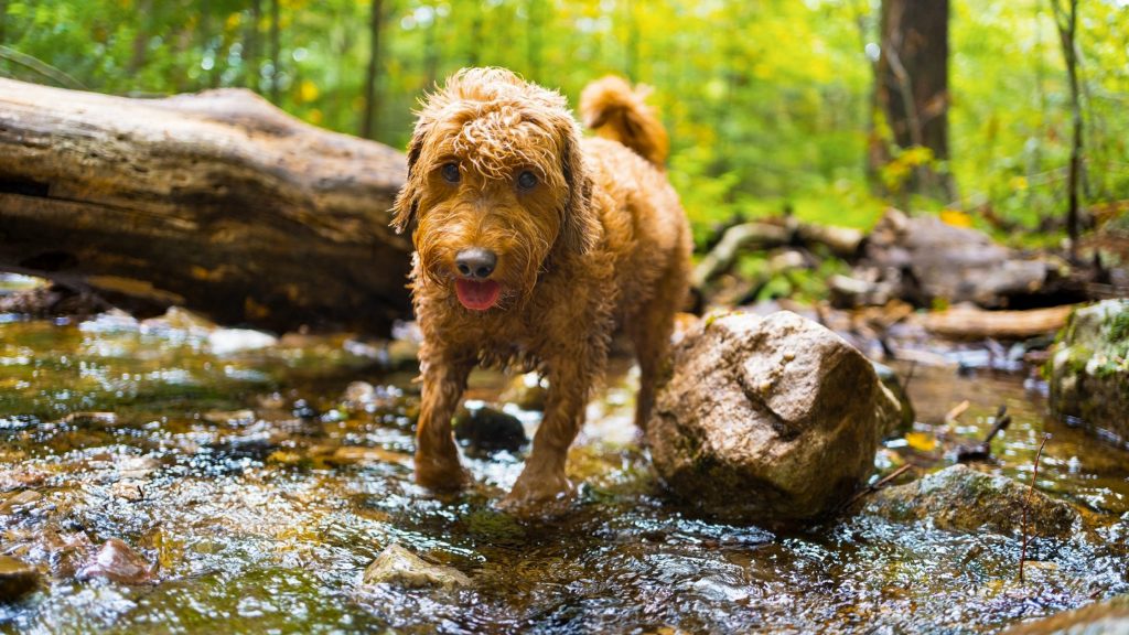 Are Goldendoodles Good Hunting Dogs?