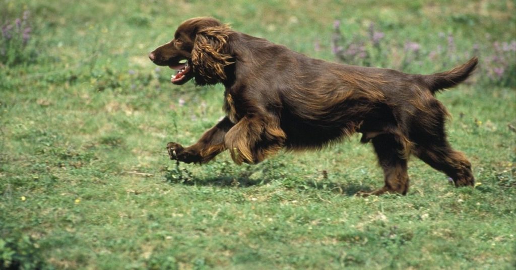 Brown Hunting Dog Breeds
