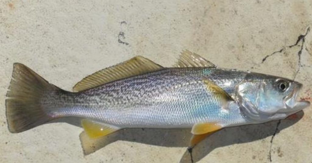 Weakfish vs Speckled Trout: What's the Difference