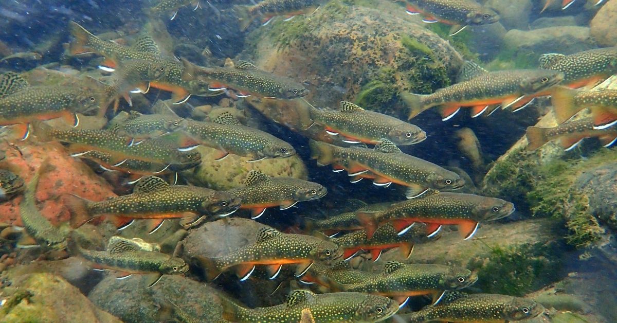 When Do Brook Trout Spawn?