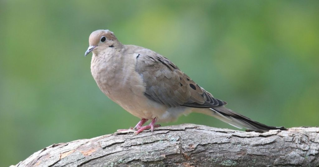 5 Reasons Why People Hunt Doves