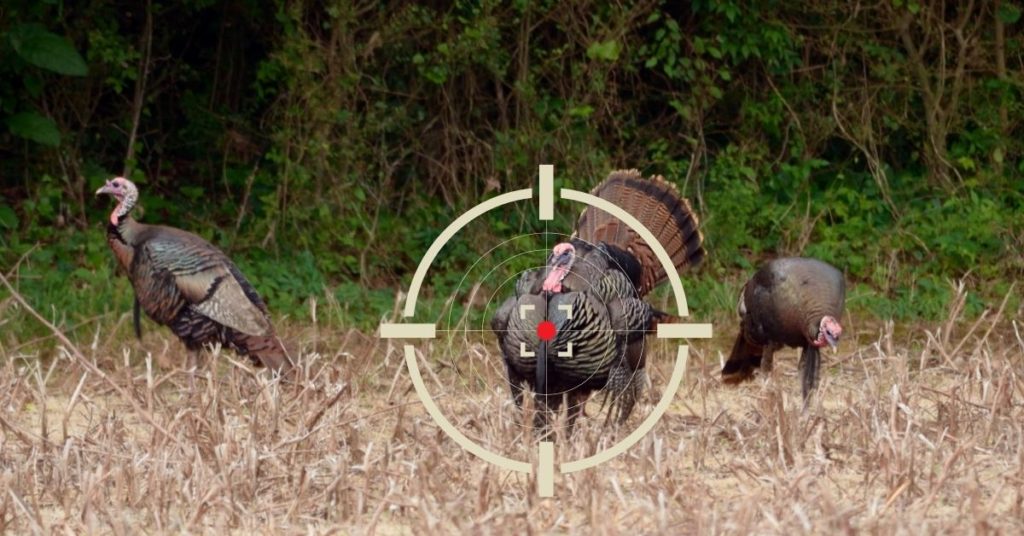 Can You Hunt Turkeys with a .22?