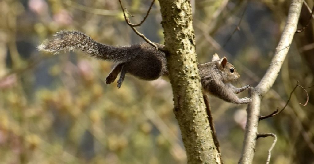 Squirrel Hunting Gear
