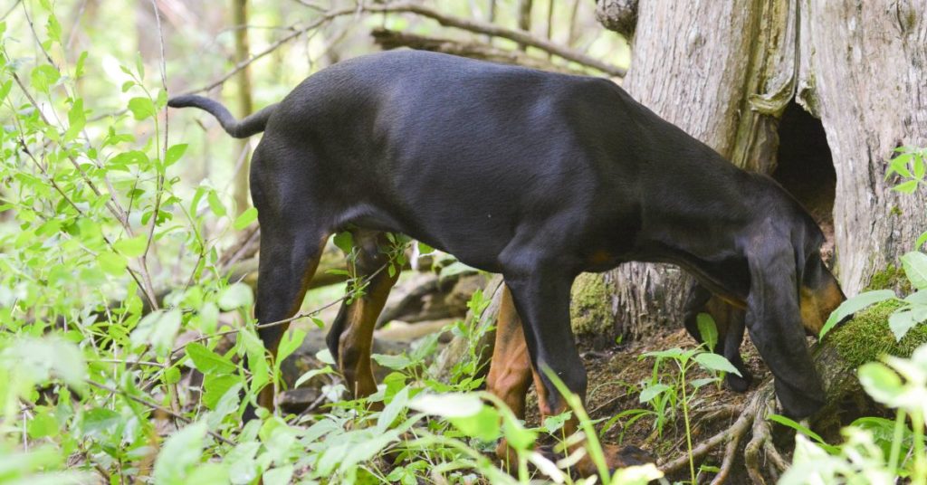 7 Best Deer Hunting Dog Breeds
